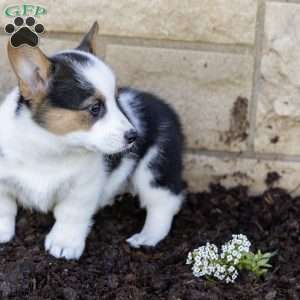 Austin, Pembroke Welsh Corgi Puppy